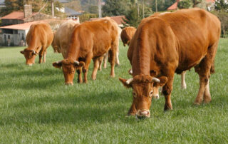 Beneficios de la carne gallega