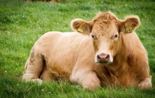 Carne gallega de alta calidad