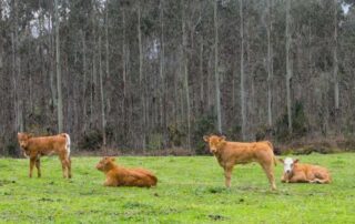 Producción de carne gallega