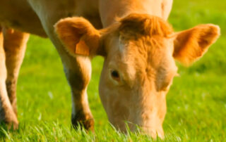 Carne gallega auténtica