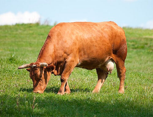 Cómo Elegir la Mejor Carne de Vaca de Galicia para Cada Receta