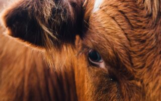 ganadería en Galicia