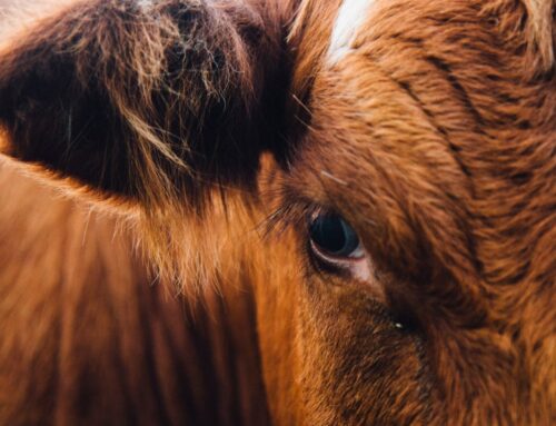 Historia y tradición de la ganadería en Galicia